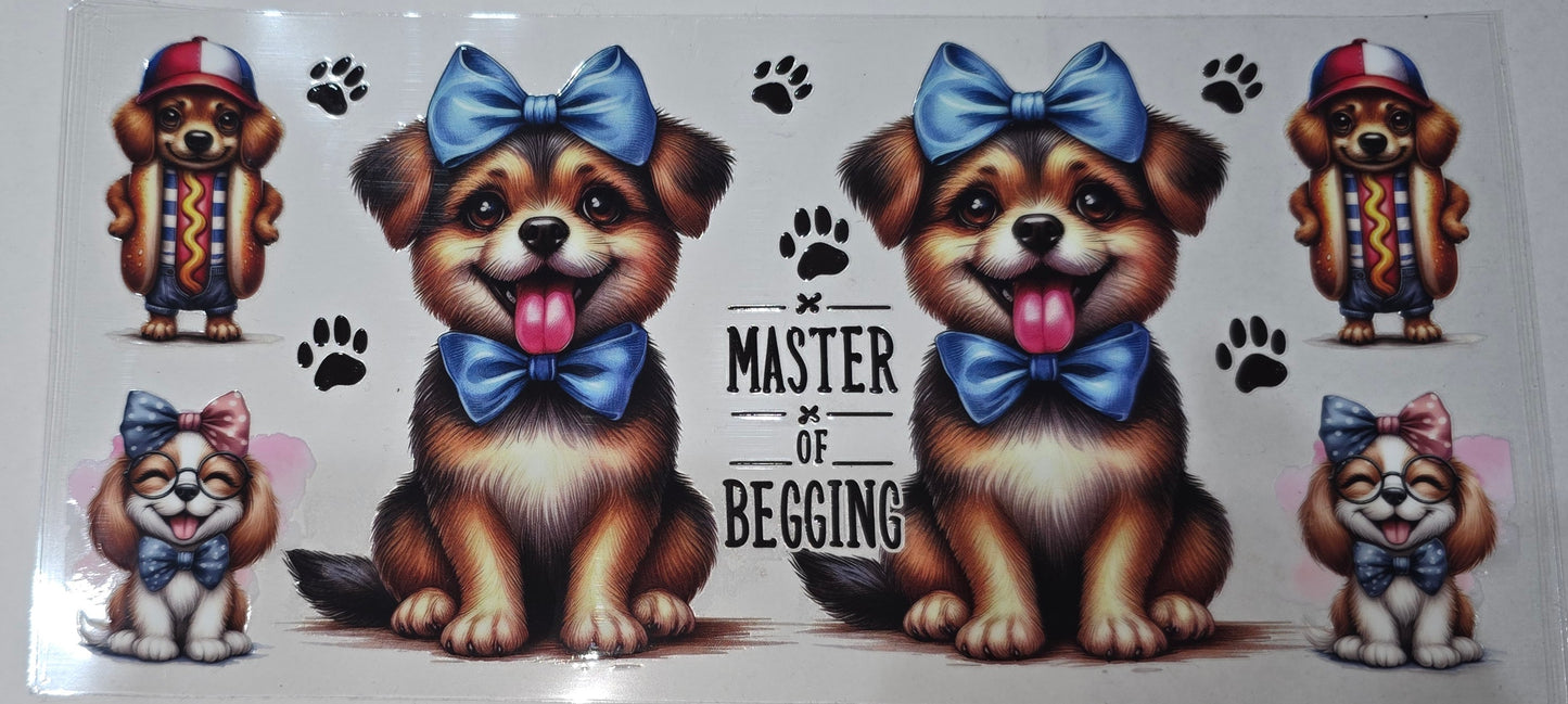 Master of begging - dog