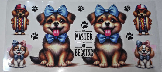 Master of begging - dog